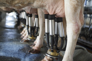 Rosną ceny mleka i jego przetworów