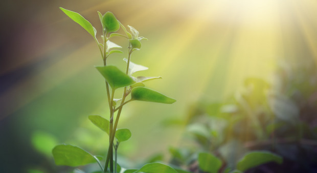 Sejm przyjął ustawy dotyczące ochrony zdrowia roślin