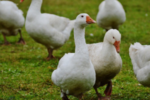 Dania: Groźny wirus ptasiej grypy pierwszy raz wśród gęsi hodowlanych