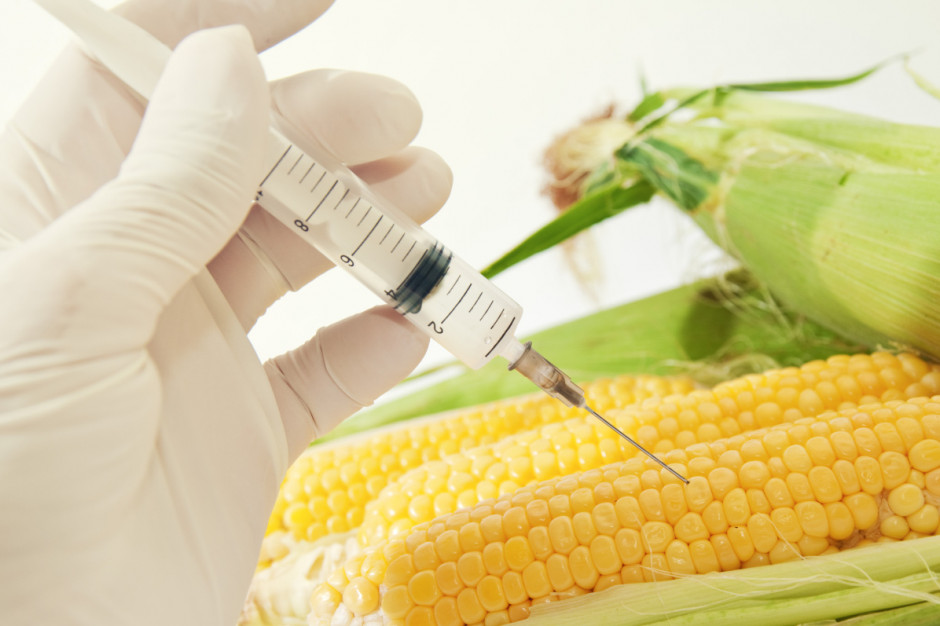 Nowe przepisy zobowiążą do zgłaszania i rejestracji upraw GMO w Polsce. Prowadzenie takiej uprawy będzie wymagało utworzenia specjalnej strefy po uzyskaniu zezwolenia od ministrów środowiska i rolnictwa;Fot. Shutterstock