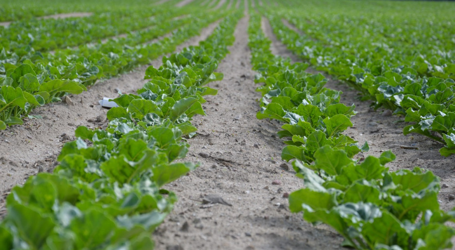 Grupa Südzucker wraz z plantatorami buraków cukrowych w Niemczech, Francji i Polsceuzyskała certyfikat REDcert2, potwierdzając tym samym, że prowadzone przez nich uprawy buraków cukrowych zgodne są z zasadami zrównoważonego rozwoju; Fot. Katarzyna Szulc Südzucker z certyfikatem zrównoważonej uprawy buraków