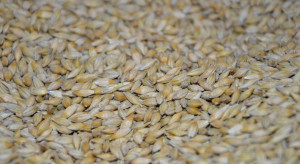 Jęczmień od 500 do 600, rzepak od 1600 do 1710 zł/t