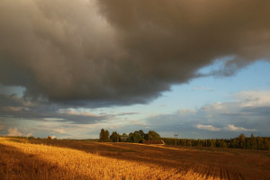 Polskie rolnictwo według OECD - jesteśmy ważnym producentem zbóż