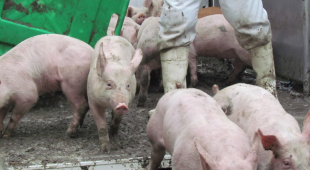 Ceny świń stopniowo idą w górę
