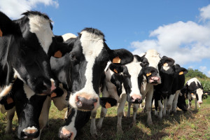 Australia: Mniejsza produkcja mleka