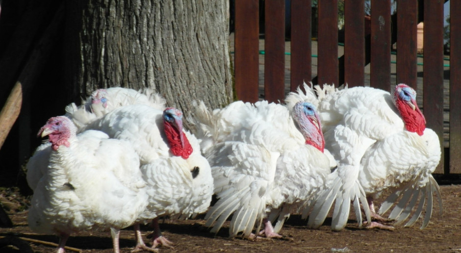 Wsród drobiu zainfekowanego wirusem podtypu H5N8 są również indyki (Fot.pixabay.com) UE podejmuje działania przeciw ptasiej grypie