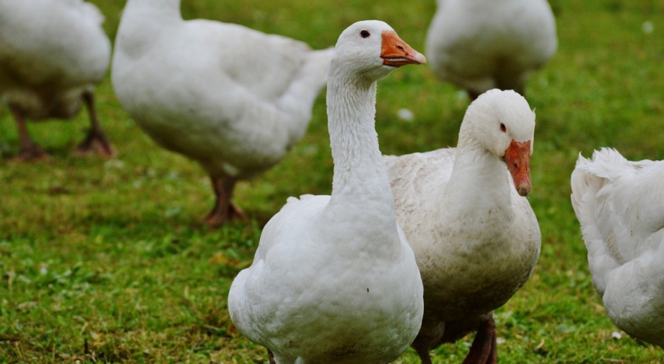 W sobotę Instytut Weterynarii w Puławach potwierdził wirusa H5N8 (tzw. ptasiej grypy) u gęsi na fermie Deszcznie (woj. lubuskie); Fot. pixabay Główny Lekarz Weterynarii: Zlikwidowane ognisko ptasiej grypy