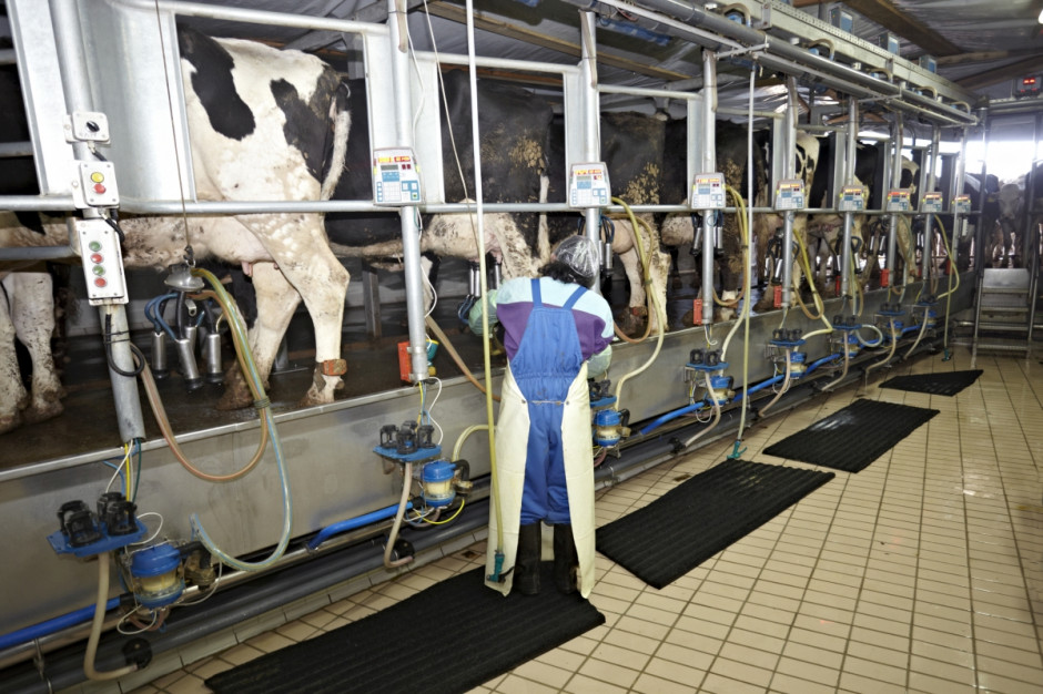 W Holandii ma nastąpić redukcja pogłowia krów mlecznych; Fot. Fotolia