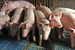 Na Litwie spada pogłowie świń