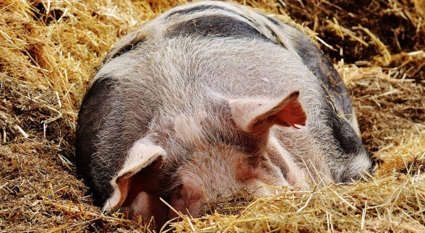 Powtórne szukanie wirusa ASF u świń tajemnicą dla weterynarzy