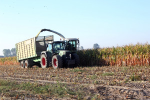 Kukurydza na kiszonkę w 2016 r. w badaniach COBORU