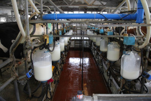 Niemcy: Kontrola użytkowości mlecznej krów