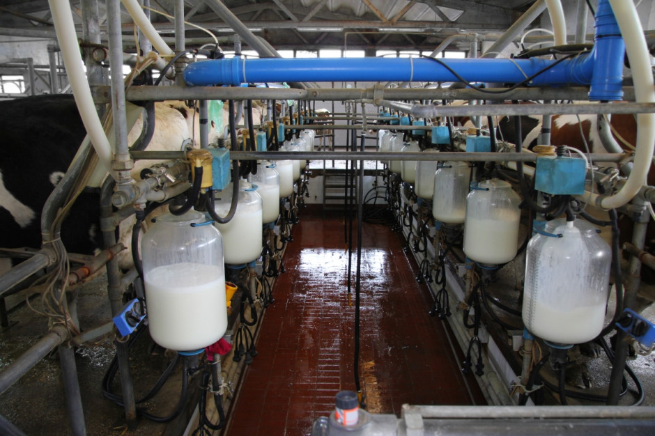 W Niemczech w sezonie 2015/2016 przeciętna wydajność mleczna krowy wzrosła o 110 kg mleka do 8563 kg; Fot. Fotolia