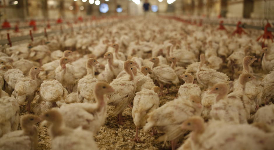 Pierwsze ognisko wirusa H5N8 zostało potwierdzone 3 grudnia br. u gęsi z fermy Deszcznie. W gospodarstwie było ok. 700 sztuk gęsi; Fot. KRD Lubuskie: Na fermie w Gliniku trzeba uśpić i zutylizować 37 tys. indyków