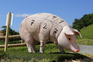 Co wpływa na ceny świń w strefie ASF?
