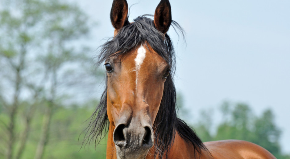 Fot. Shutterstock Posłanki PO: tegoroczna aukcja Pride of Poland może doprowadzać do upadku hodowli konia arabskiego