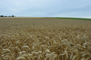 Ukraina: Zbiory i eksport zbóż wyższe niż przewidywano