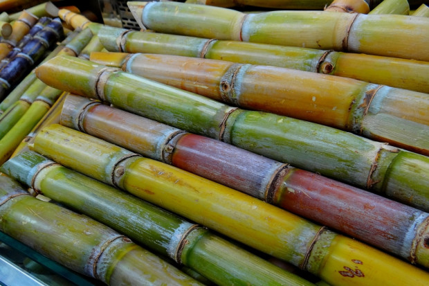 Brazylia: Zbiory trzciny cukrowej będą większe niż w poprzednim sezonie 