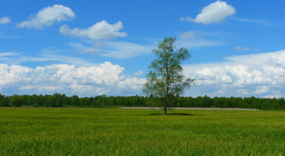 Ułatwiono wycinkę drzew; fot. pixabay Rolnik bez zezwolenia wytnie drzewa na swojej nieruchomości