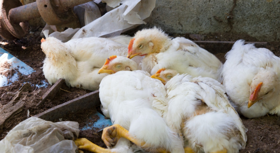 Fot. Shutterstock Węgry: W 226 gospodarstwach stwierdzono ptasią grypę