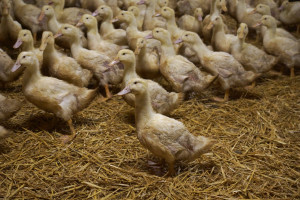 Wielkopolska: ponad dwa tysiące kaczek padło w Zamościu