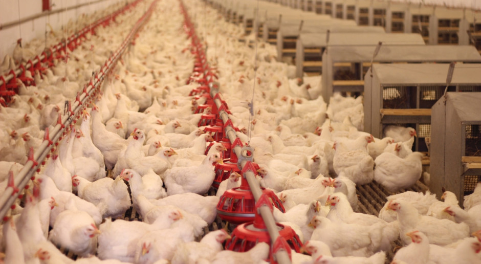 Korea Pd: Ponad 78 proc. poddanych z powodu ptasiej grypy ubojowi miało produkować jaja; Fot. Fotolia Ptasia grypa dziesiątkuje drób w Korei Południowej