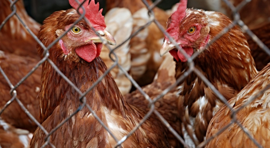 Zdaniem EFSA, nalepszym narzedziem walki z ptasią grypą jest bioasekuracja fot. pixabay.com EFSA: Bioasekuracja kluczem do ochrony przed ptasią grypą