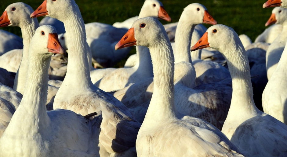 EFSA zaleca odseparowanie gęsi i kaczek od innych ptaków hodowlanych; Fot.pixabay.com EFSA o zapobieganiu ptasiej grypy H5N8