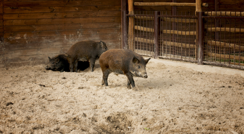 Fot. Shutterstock Rosja: ASF zawitał do… ZOO