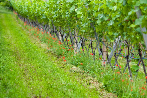 Zbliża się termin złożenia deklaracji przez producentów win