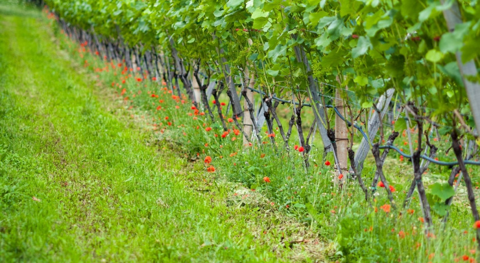 15 stycznia mija termin złożenia deklaracji przez producentów i przedsiębiorców wyrabiających wino z winogron (Fot.pixabay.com) Zbliża się termin złożenia deklaracji przez producentów win