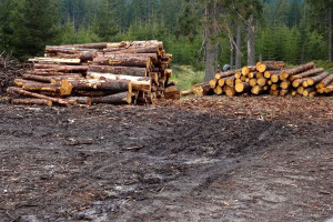 Podkarpackie: Leśnicy zamierzają sprzedać prawie 2 mln m sześc. drewna