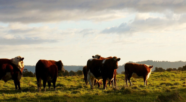UE: Wzrosły ceny bydła rzeźnego