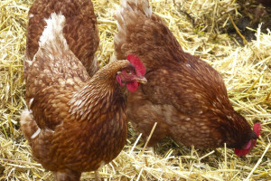 Polska złożyła deklarację o odzyskaniu statusu kraju wolnego od grypy ptaków