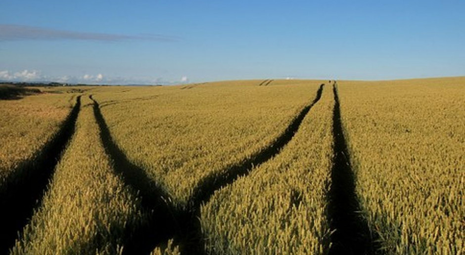 fot. pixabay „Szara strefa” w obrocie nasionami przestanie być potrzebna?