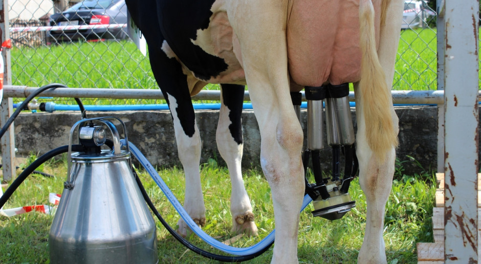 Z cenami mleka rosną obawy rolników