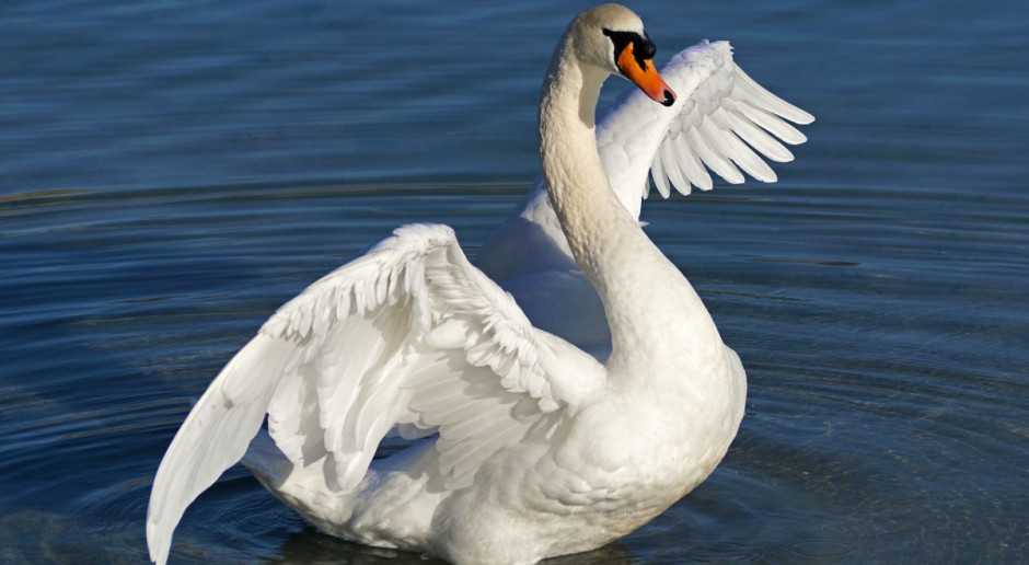 Przypadki ptasiej grypy dotykają dzikie ptactwo wodne, w tym łabędzie; Fot.pixabay.com Trwa walka z ptasią grypą H5N8