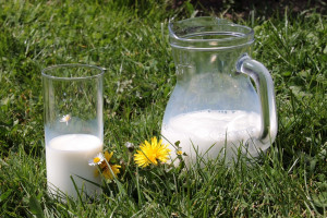 Rośnie produkcja mleka w Azji