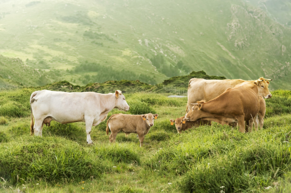 W Hiszpanii wielu hodowców jest zmuszonych do zamykania farm, fot. Shutterstock