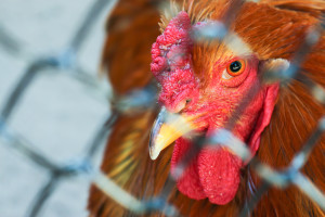 Apel o szczególną ostrożność w gospodarstwach, gdzie stwierdzono wirus ptasiej grypy