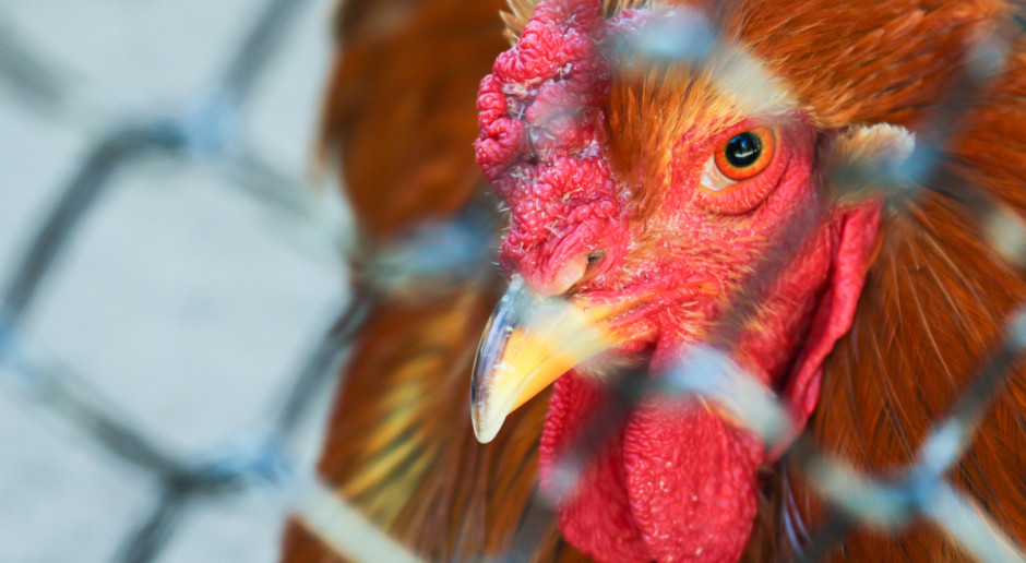 Hiszpańskie ministerstwo rolnictwa poinformowało z kolei o dwóch dzikich gęsiach zakażonych wirusem H5N8; Fot. Shutterstock Nowe przypadki grypy H5N8 u dzikiego ptactwa we Włoszech i Hiszpanii