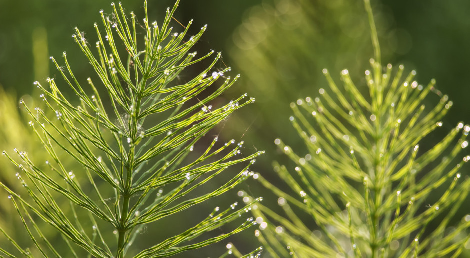 Fot. Shutterstock W skupach wysokie ceny za kłącze perzu i ziele skrzypu