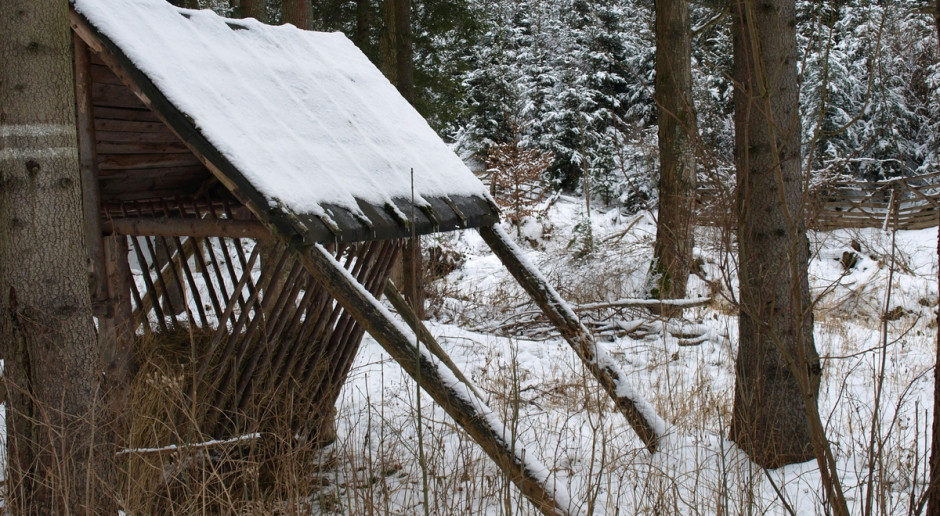 Fot. Shutterstock Leśnicy i myśliwi dokarmiają; zwierzęta w dobrej kondycji