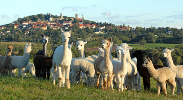 Alpaki - doświadczenia hodowlane z gospodarstwa ze Szwajcarii Saksońskiej 