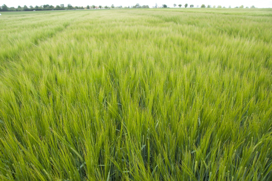 W strukturze zasiewów zbóż dominuje jęczmień jary - 8 proc. wg GUS-u; Fot.J.Groszyk