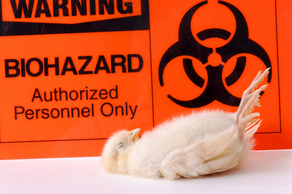 Fermy wokół hodowli, w której stwierdzono chorobę, zostaną zamknięte, a kurczaki poddane badaniom na obecność wirusa H5N1, fot. Shutterstock