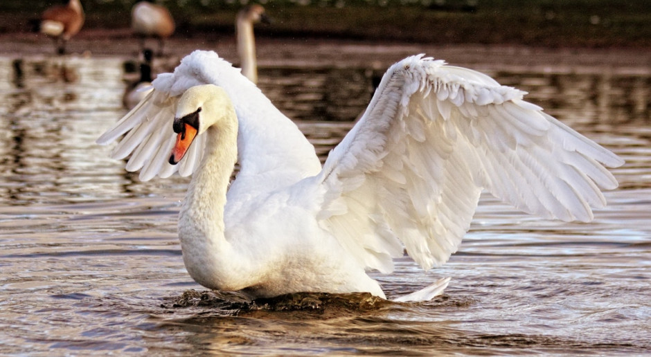 Wśród przypadków ptasiej grypy wśród dzikich ptaków najwięcej z nich dotyczy łabędzi (Fot.pixabay. com) Kolejne ogniska ptasiej grypy w Europie