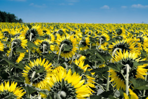 Ukraina: Wzrost eksportu oleju słonecznikowego