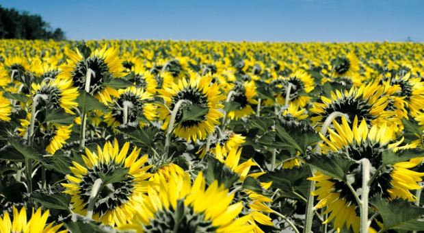 Ukraina: Wzrost eksportu oleju słonecznikowego