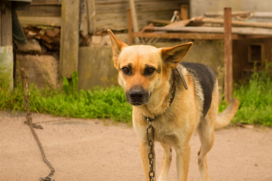 Obecnie obowiązuje ustawa o ochronie zwierząt z 1997 roku, wedle której dopuszczone jest utrzymanie stałe psa na 3-metrowej uwięzi do 12 godzin dziennie. Zmiany w projekcie zakazują trzymania psa na uwięzi dłużej niż przez jedną godzinę w ciągu doby; Fot. Shutterstock